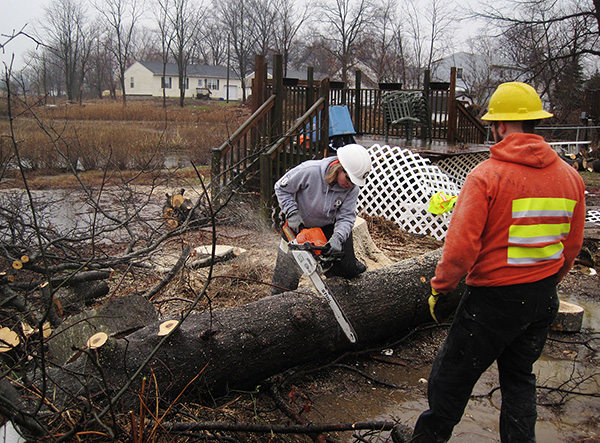 Cutting felled tree