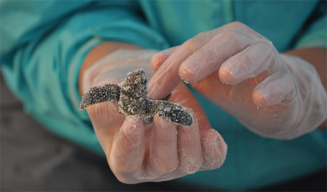 hands holding baby tortoise